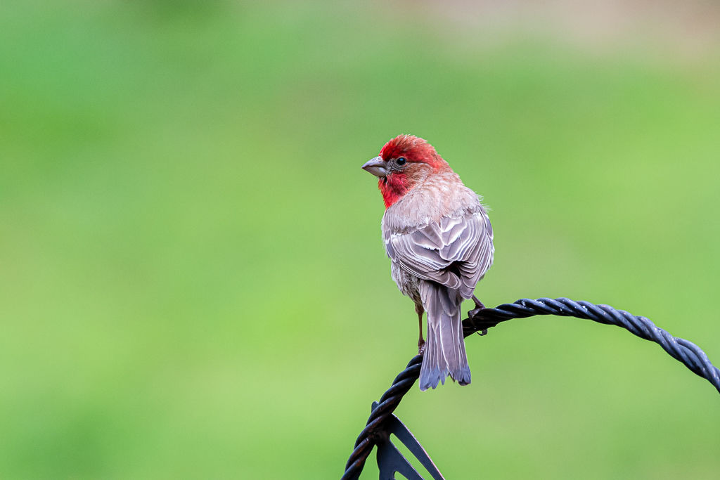 Backyard Birds NH-1868.jpg